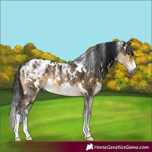 Horse Color:Powder White Gray White Spotted Buckskin Dun Appaloosa Rabicano Brindle 