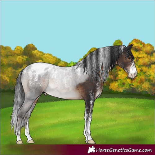 Horse Color:Powder White Brown Appaloosa Rabicano 