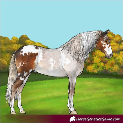 Horse Color:Gray White Spotted Chocolate Palomino Rabicano 