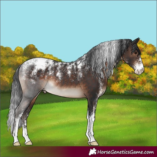 Horse Color:Powder White Brown Appaloosa Rabicano 