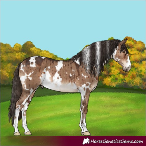 Horse Color:White Spotted Liver Red Dun Rabicano Brindle