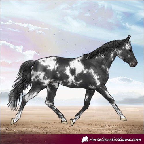 Horse Color:White Spotted Black Varnish 