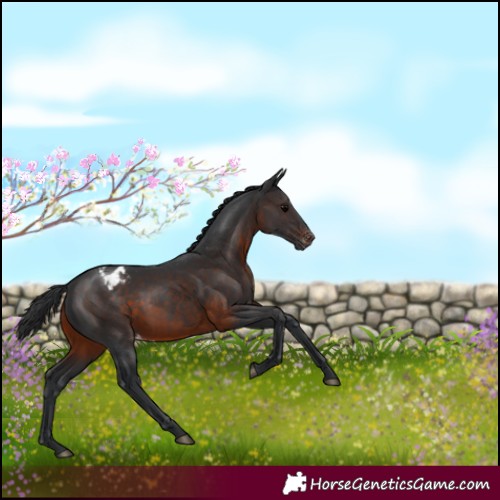 Horse Color:Brown Appaloosa Rabicano