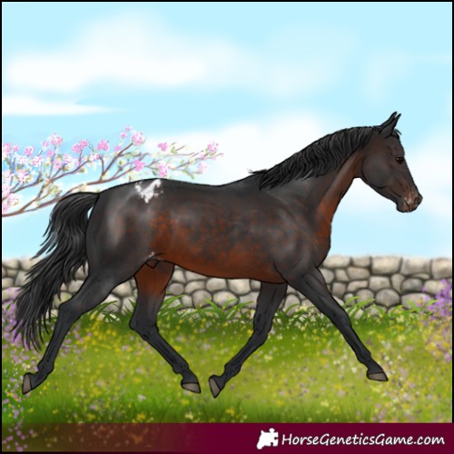 Horse Color:Brown Varnish Rabicano 