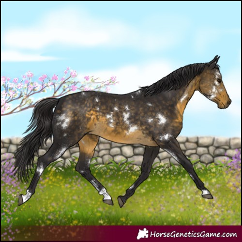 Horse Color:White Spotted Buckskin