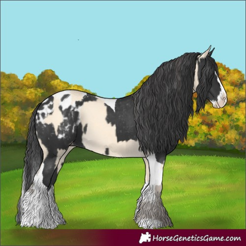 Horse Color:Amber Cream Champagne  and Black Splash Tobiano Blanket 
