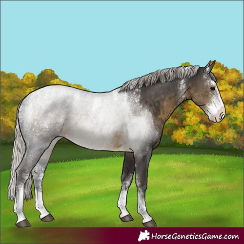Horse Color:Unknown