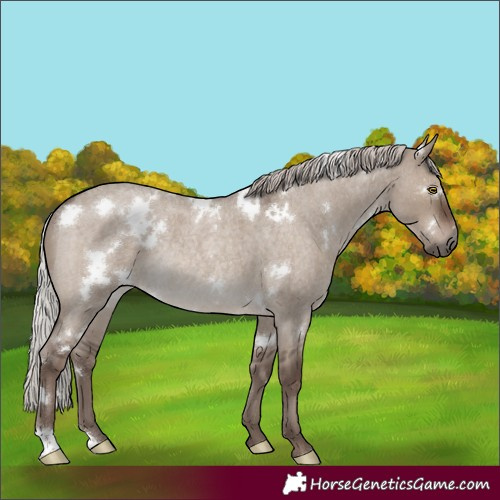 Horse Color:Unknown 