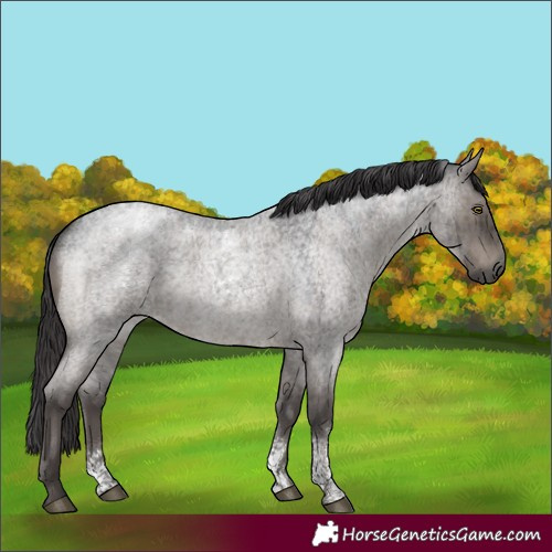 Horse Color:Unknown 