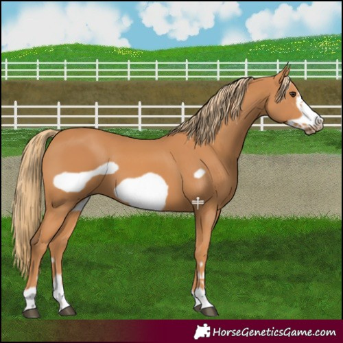 Horse Color:Chestnut Frame 