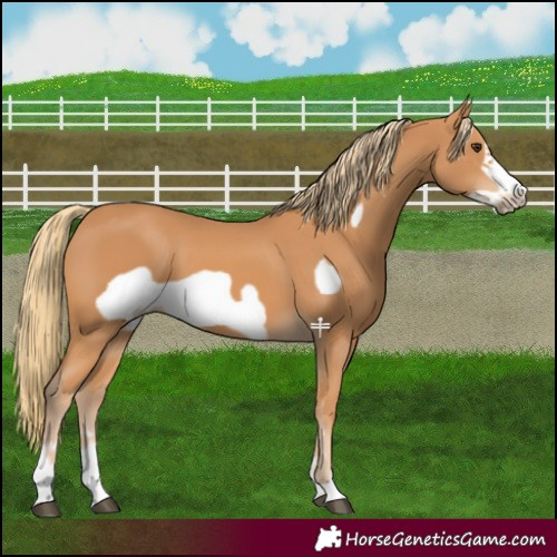 Horse Color:Chestnut Frame 