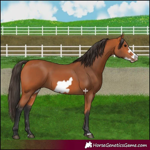 Horse Color:Bay Frame