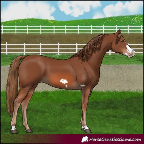 Horse Color:Chestnut Frame 