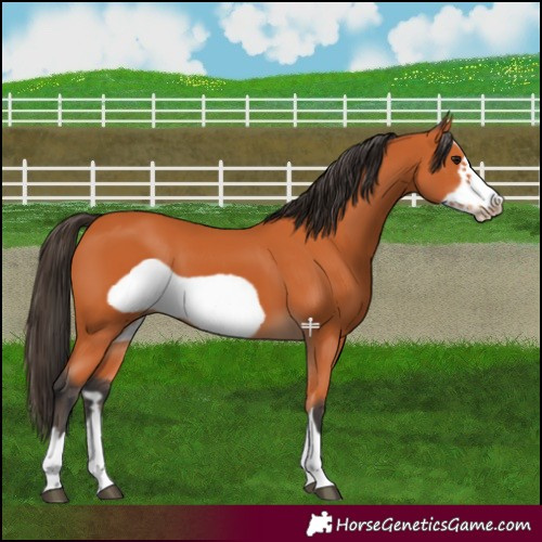Horse Color:Bay Frame