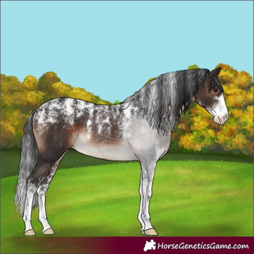 Horse Color:Powder White Brown Rabicano 