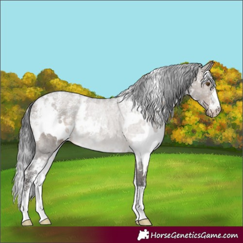 Horse Color:Powder White White Spotted Brown Dun Rabicano