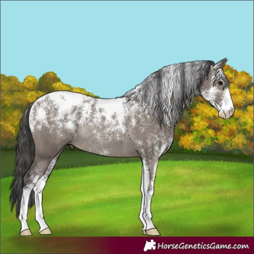 Horse Color:Powder White Smoky Grullo Rabicano 