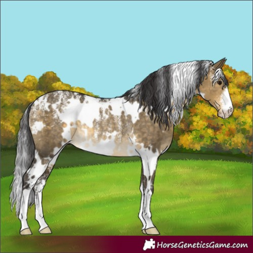 Horse Color:Powder White White Spotted Buckskin Dun Rabicano