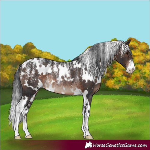 Horse Color:Powder White White Spotted Brown Rabicano 