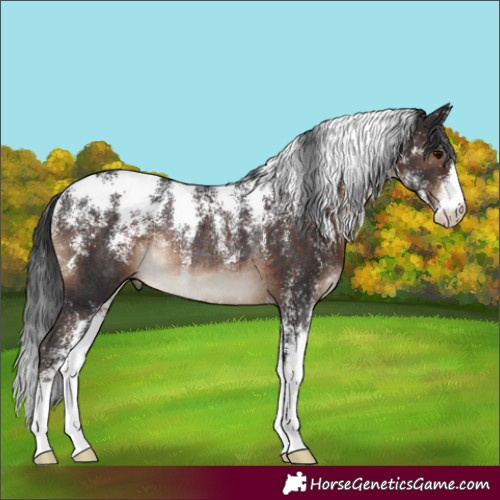 Horse Color:Powder White Brown Rabicano