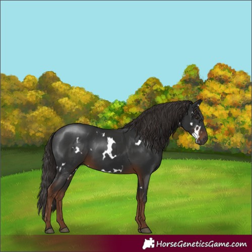 Horse Color:Gray White Spotted Liver Chestnut 