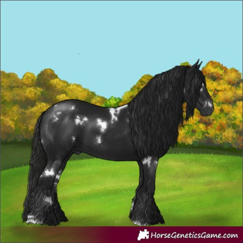 Horse Color:Gray White Spotted Black 