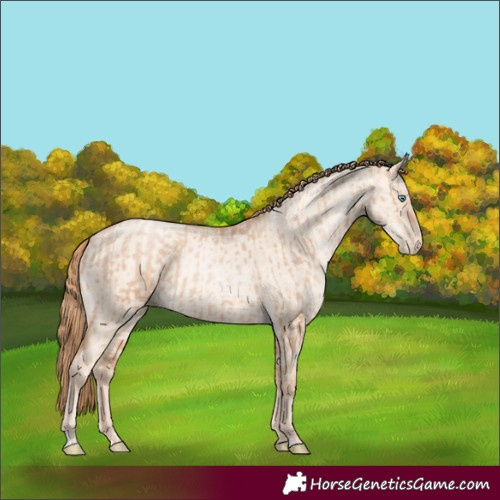 Horse Color:Gold Champagne Pearl Rabicano  and Gold Champagne Pearl Dun Rabicano 