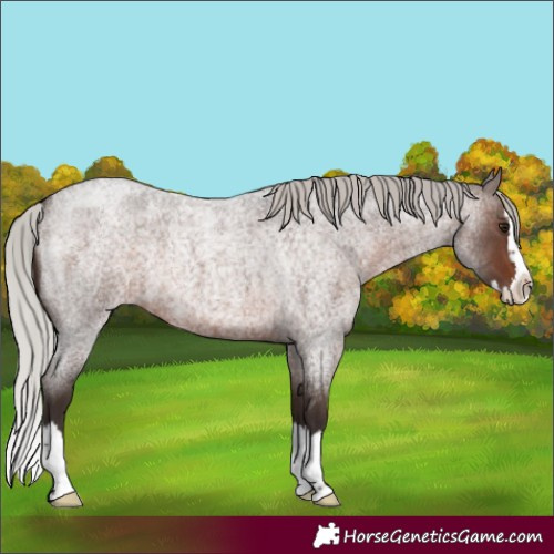 Horse Color:Silver Brown Roan Splash 
