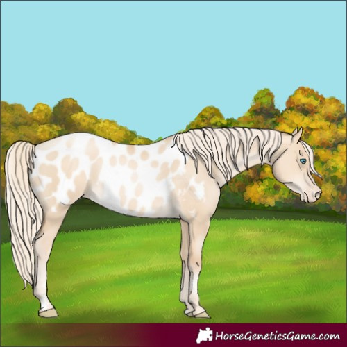 Horse Color:Gold Cream Champagne Pearl Dun Blanket Rabicano 
