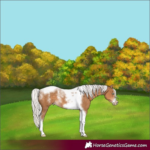 Horse Color:Powder White Gray Silver Smoky Creme Tobiano Frame 