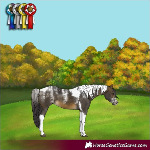 Horse Color:Powder White Buckskin Tobiano