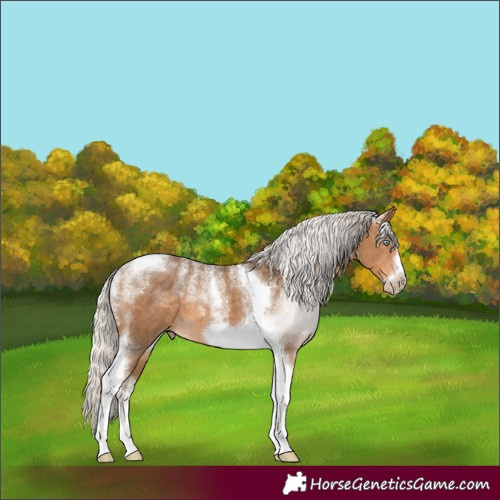 Horse Color:Powder White Gray Silver Perlino Tobiano Frame