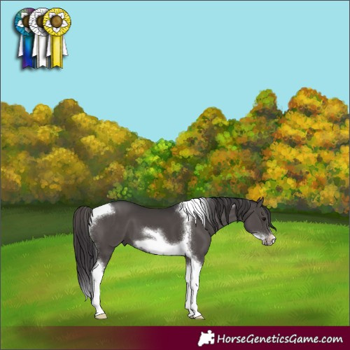 Horse Color:Smoky Black Tobiano Frame