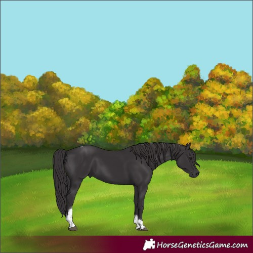 Horse Color:Smoky Black Tobiano