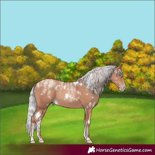 Horse Color:Powder White White Spotted Silver Classic Champagne Rabicano