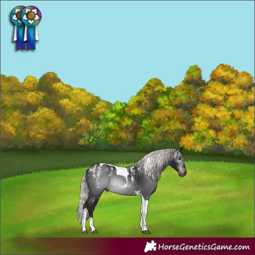 Horse Color:Powder White Gray Silver Brown Tobiano