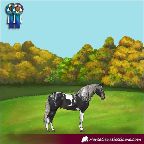 Horse Color:Powder White Gray Silver Brown Tobiano