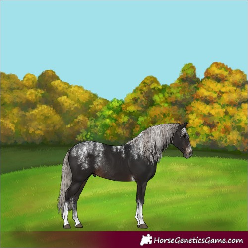 Horse Color:Powder White Gray Silver Brown Tobiano Rabicano 
