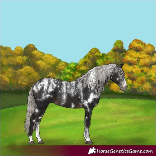 Horse Color:Powder White Gray White Spotted Silver Bay Appaloosa 