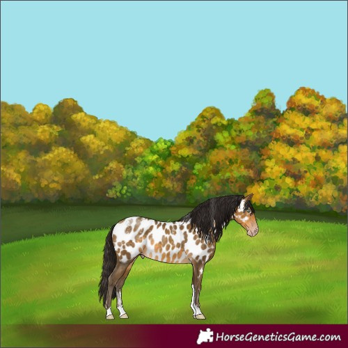 Horse Color:Powder White Gray Sable Cream Champagne Tobiano Appaloosa