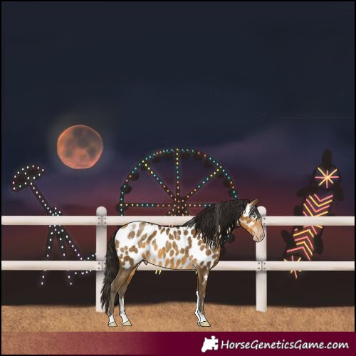 Horse Color:Powder White Gray Sable Cream Champagne Tobiano Near Leopard 