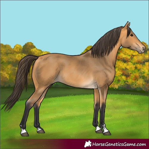 Horse Color:Buckskin