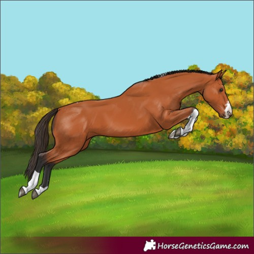 Horse Color:Bay Tobiano