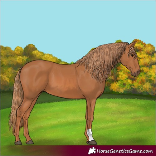 Horse Color:Chestnut 