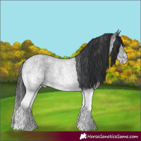 Horse Color:White Spotted Blue Roan Rabicano and White Spotted Blue Roan Rabicano