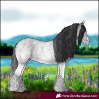 Horse Color:White Spotted Blue Roan Rabicano and White Spotted Blue Roan Rabicano