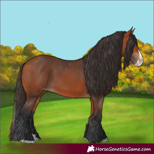 Horse Color:Bay Splash Appaloosa