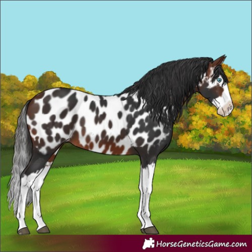 Horse Color:Unknown 