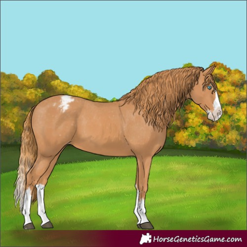 Horse Color:Chestnut Splash Appaloosa 
