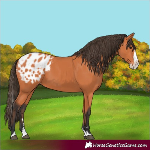 Horse Color:Bay Splash Appaloosa 